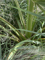 Washingtonia robusta