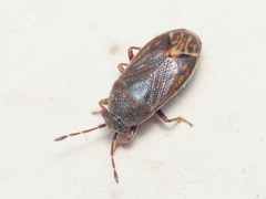 Stygnocoris