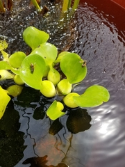 Brachygastra mellifica