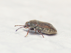 Stygnocoris