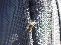 Chrysomeloidea