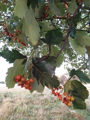 Scandosorbus intermedia