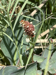 Anemopsis californica