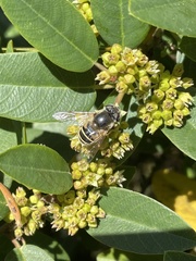 Eristalis hirta