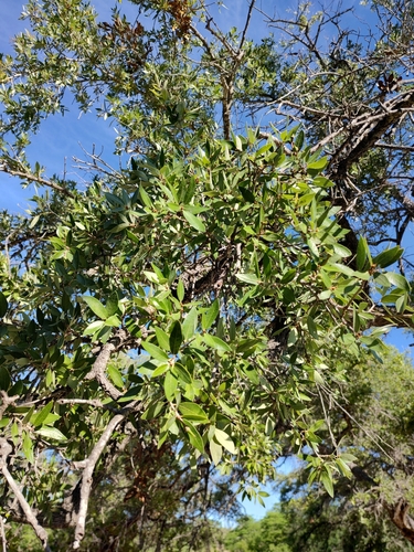 Image of Quercus brandegeei by (c) Abraham Sánchez Romero, some rights reserved (CC BY)