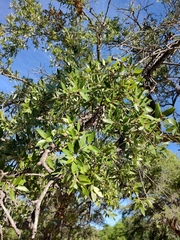 Quercus brandegeei