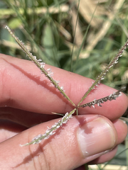 Cynodon dactylon dactylon