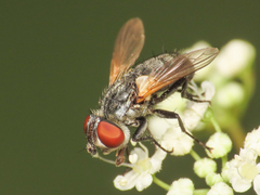 Phasiinae
