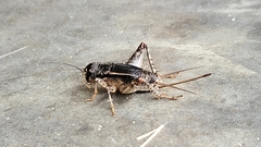 Velarifictorus micado