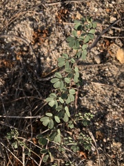 Acmispon prostratus