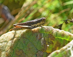 Chorthippus dichrous