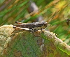 Chorthippus dichrous