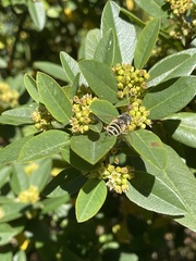 Eristalis hirta
