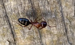 Myrmentoma