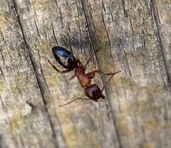 Myrmentoma