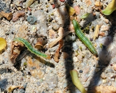 Achyra rantalis