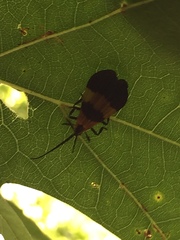 Calopteron