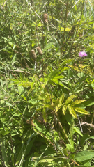 Agrimonia parviflora