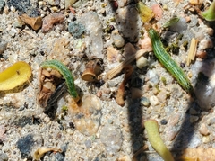 Achyra rantalis