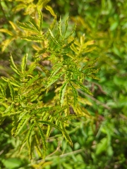 Agrimonia parviflora