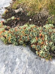 Saxifraga
