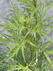 Ambrosia confertiflora