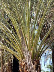 Phoenix dactylifera