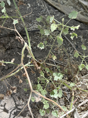 Perityle microglossa