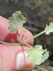 Perityle microglossa