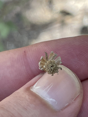 Perityle microglossa