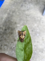 Argyrogramma verruca