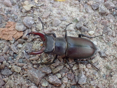 Lucanus cervus