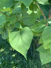 Catalpa speciosa