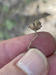 Perityle microglossa