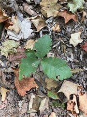 Quercus montana