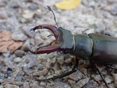 Lucanus cervus