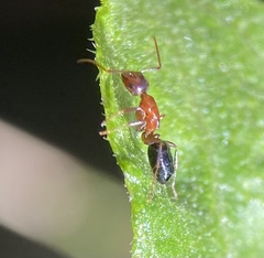 Myrmentoma