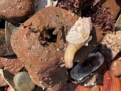 Zirfaea crispata