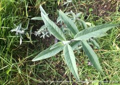 Buddleja davidii