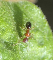 Myrmentoma