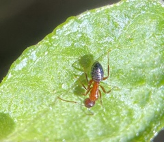 Myrmentoma