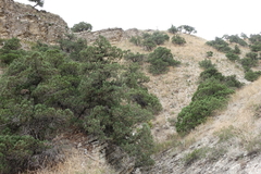 Juniperus polycarpos