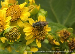 Asemosyrphus mexicanus