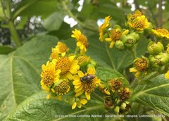 Smallanthus pyramidalis
