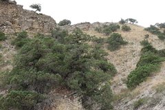 Juniperus polycarpos