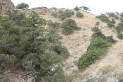 Juniperus polycarpos