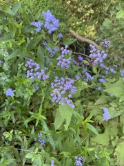 Conoclinium coelestinum