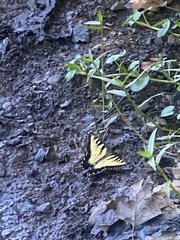 Papilio glaucus