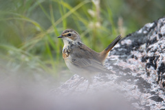 Luscinia svecica