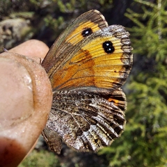 Erebia montanus